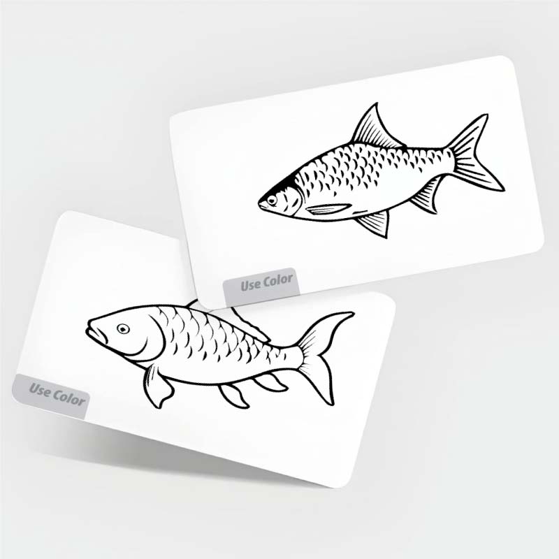 Fishes Flash Cards